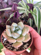 Load image into Gallery viewer, Echeveria Ice Cream
