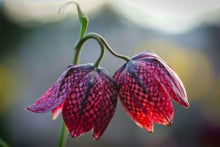 Charger l'image dans la galerie, Fritillaria meleagris mix