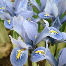 Charger l'image dans la galerie, Iris Reticulata "Blue Planet"