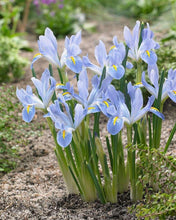 Charger l'image dans la galerie, Iris Reticulata "Blue Planet"