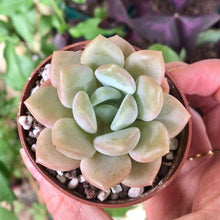 Load image into Gallery viewer, Echeveria Ice Cream