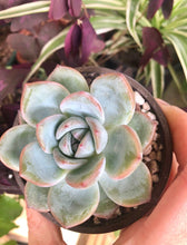 Load image into Gallery viewer, Echeveria Prada