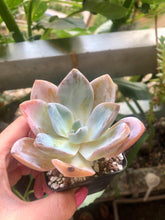 Load image into Gallery viewer, Echeveria Bambino
