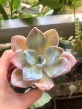 Load image into Gallery viewer, Echeveria Bambino
