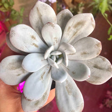 Charger l'image dans la galerie, Echeveria Laui