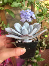 Charger l'image dans la galerie, Echeveria Laui