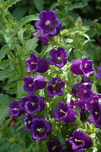 Charger l'image dans la galerie, Canterbury Bells "Champion Blue"