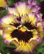 Load image into Gallery viewer, Pansy "Frizzle Sizzle Lemonberry"