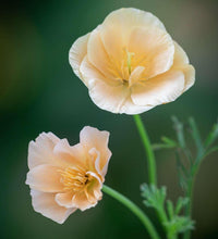 Charger l'image dans la galerie, California Poppy "Thai Silk Pink Champagne"