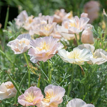 Charger l'image dans la galerie, California Poppy "Thai Silk Pink Champagne"