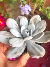 Charger l'image dans la galerie, Echeveria Laui