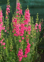 Load image into Gallery viewer, Larkspur Brisbane Salmon Pink