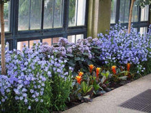 Charger l'image dans la galerie, Canterbury Bells "Champion Lavender"