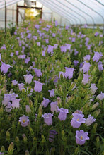 Charger l'image dans la galerie, Canterbury Bells "Champion Lavender"