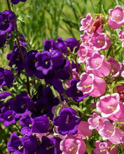 Charger l'image dans la galerie, Canterbury Bells "Champion Blue"