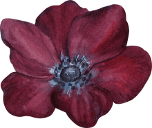 Load image into Gallery viewer, Anemone Meron "Bordeaux Wine"