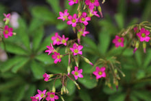 Load image into Gallery viewer, Oxalis Lasiandra