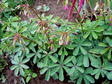 Load image into Gallery viewer, Oxalis Lasiandra