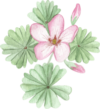 Charger l'image dans la galerie, Oxalis Adenophylla