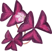 Load image into Gallery viewer, Oxalis Triangularis (Purple Shamrock)