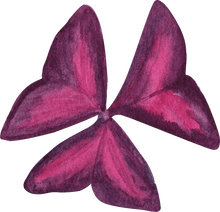 Load image into Gallery viewer, Oxalis Triangularis (Purple Shamrock)