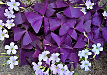 Charger l'image dans la galerie, Oxalis Triangularis Mijke