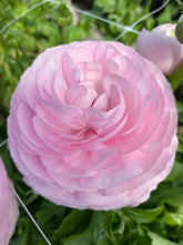 Load image into Gallery viewer, Ranunculus Elegance "Rosa"