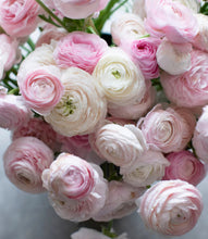 Charger l'image dans la galerie, Ranunculus Amandine "Chamallow"