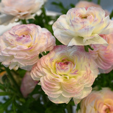 Charger l'image dans la galerie, Ranunculus Elegance "Bianco Sfumato"