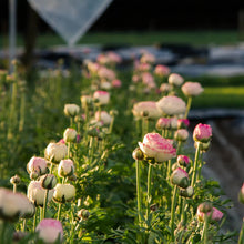 Charger l'image dans la galerie, Ranunculus Elegance "Bianco Sfumato"