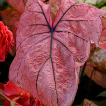 Load image into Gallery viewer, Caladium Spring Fling