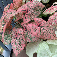 Load image into Gallery viewer, Caladium Spring Fling