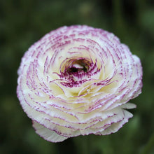 Charger l'image dans la galerie, Ranunculus Elegance "Bianco Striato"