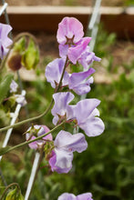 Charger l'image dans la galerie, Sweet Pea 'Elegance' - Lavender
