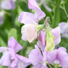 Charger l'image dans la galerie, Sweet Pea 'Elegance' - Lavender