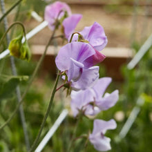 Charger l'image dans la galerie, Sweet Pea 'Elegance' - Lavender