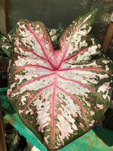 Load image into Gallery viewer, Caladium Tapestry