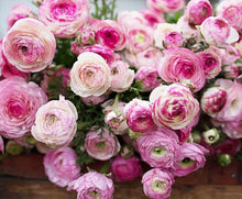 Charger l'image dans la galerie, Ranunculus "Picotee Pink" - Terrace Garden France