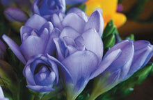 Charger l'image dans la galerie, Freesia Double Blue bulbs/corms - Terrace Garden France