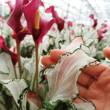 Load image into Gallery viewer, Calla Lily "Frozen Queen" - Terrace Garden France