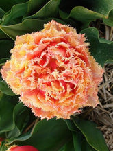 Charger l'image dans la galerie, Tulip "Brisbane" bulbs - Terrace Garden France