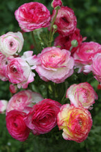 Charger l'image dans la galerie, Ranunculus "Picotee Pink" - Terrace Garden France