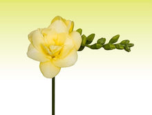 Load image into Gallery viewer, Freesia Grandeur® Double bulbs/corms - Terrace Garden France