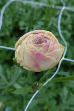 Charger l'image dans la galerie, Ranunculus Romance Hydra - Terrace Garden France