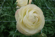 Charger l'image dans la galerie, Ranunculus Romance Hydra - Terrace Garden France