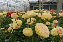 Charger l'image dans la galerie, Ranunculus Romance Hydra - Terrace Garden France