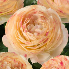 Charger l'image dans la galerie, Ranunculus Romance Hydra - Terrace Garden France