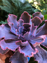 Charger l'image dans la galerie, Echeveria Shaviana Madre del Sur - Terrace Garden France