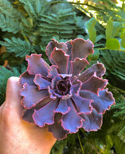Charger l'image dans la galerie, Echeveria Shaviana Madre del Sur - Terrace Garden France