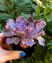 Charger l'image dans la galerie, Echeveria Shaviana Madre del Sur - Terrace Garden France